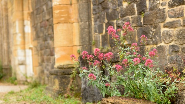 Herbes d'autrefois et retraite à l'abbaye d'Orval